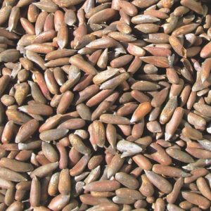Pinenuts