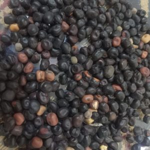 Baqla the upper hunza lentil
